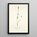 Antirrhinum versicolor - Nikolaus Joseph Freiherr von Jacquin — quadro incorniciato alla parete