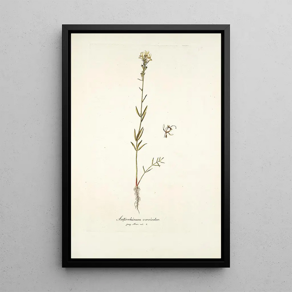 Nikolaus Joseph Freiherr von Jacquin - Antirrhinum versicolor.webp