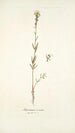 Antirrhinum versicolor - Nikolaus Joseph Freiherr von Jacquin — vista dell’opera