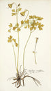 Aquilegia viridiflora - Nikolaus Joseph Freiherr von Jacquin — vista dell’opera