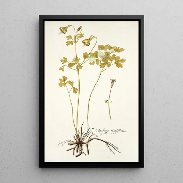 Nikolaus Joseph Freiherr von Jacquin - Aquilegia viridiflora.webp