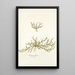 Arenaria biflora - Nikolaus Joseph Freiherr von Jacquin — gerahmtes Bild an der Wand