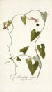 Aristolochia barbata - Nikolaus Joseph Freiherr von Jacquin — vista dell’opera