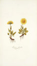 Arnica glacialis - Nikolaus Joseph Freiherr von Jacquin — vista dell’opera