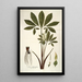 Arum helleborifolium - Nikolaus Joseph Freiherr von Jacquin — quadro incorniciato alla parete