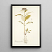 Asclepias citrifolia - Nikolaus Joseph Freiherr von Jacquin — quadro incorniciato alla parete