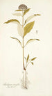 Asclepias citrifolia - Nikolaus Joseph Freiherr von Jacquin — vista dell’opera