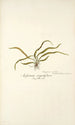 Asplenium angustifolium - Nikolaus Joseph Freiherr von Jacquin — vista dell’opera