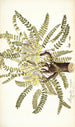 Astragalus exscapus - Nikolaus Joseph Freiherr von Jacquin | Reproduction — vista dell’opera