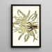 Astragalus exscapus - Nikolaus Joseph Freiherr von Jacquin | Reproduction — quadro incorniciato alla parete