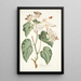 Begonia minor - Nikolaus Joseph Freiherr von Jacquin — gerahmtes Bild an der Wand