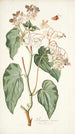 Begonia minor - Nikolaus Joseph Freiherr von Jacquin — Ansicht des Kunstwerks