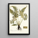 Blechnum occidentale - Nikolaus Joseph Freiherr von Jacquin — quadro incorniciato alla parete