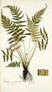 Blechnum occidentale - Nikolaus Joseph Freiherr von Jacquin — vista dell’opera
