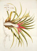 Bromelia humilis - Nikolaus Joseph Freiherr von Jacquin — vista dell’opera