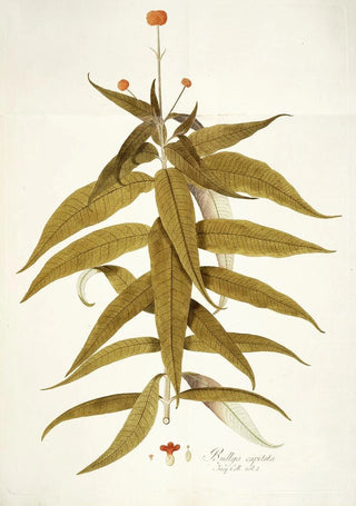 Nikolaus Joseph Freiherr von Jacquin - Budlea capitata.webp