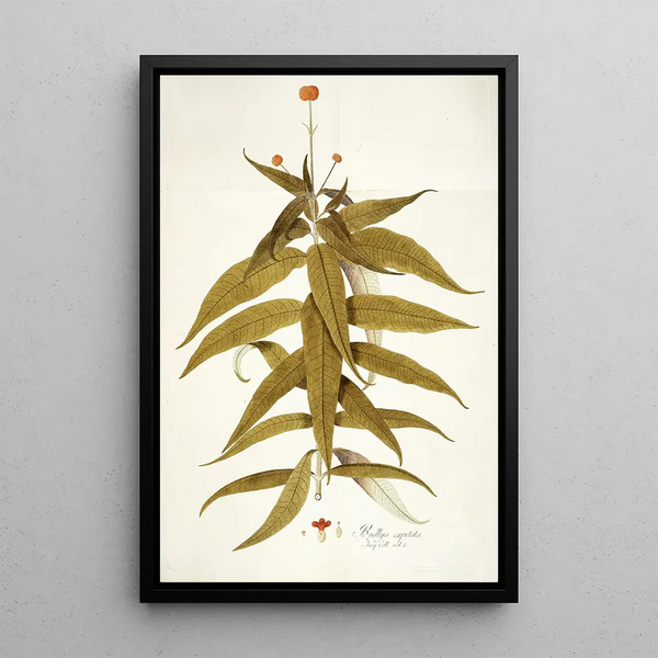 Nikolaus Joseph Freiherr von Jacquin - Budlea capitata.webp