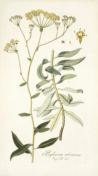 Nikolaus Joseph Freiherr von Jacquin - Bupleurum arborescens.webp