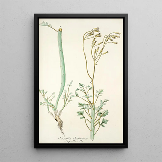 Nikolaus Joseph Freiherr von Jacquin - Cacalia laciniata.webp