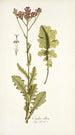 Cacalia villosa - Nikolaus Joseph Freiherr von Jacquin — vista dell’opera