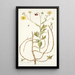 Calendula arborescens - Nikolaus Joseph Freiherr von Jacquin — gerahmtes Bild an der Wand