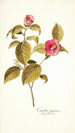 Camellia japonica - Nikolaus Joseph Freiherr von Jacquin — Ansicht des Kunstwerks