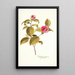 Camellia japonica - Nikolaus Joseph Freiherr von Jacquin — gerahmtes Bild an der Wand
