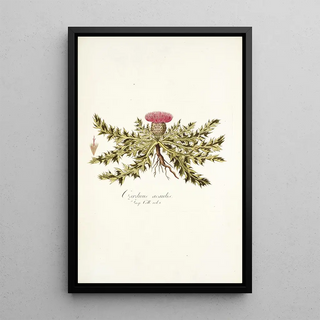 Nikolaus Joseph Freiherr von Jacquin - Carduus acaulis.webp