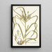 Carex hermaphrodita - Nikolaus Joseph Freiherr von Jacquin — quadro incorniciato alla parete