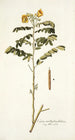 Cassia multiglandulosa - Nikolaus Joseph Freiherr von Jacquin — Ansicht des Kunstwerks