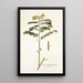 Cassia multiglandulosa - Nikolaus Joseph Freiherr von Jacquin — gerahmtes Bild an der Wand