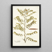 Cassia ruscifolia - Nikolaus Joseph Freiherr von Jacquin — quadro incorniciato alla parete