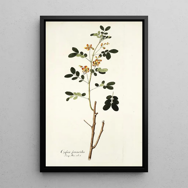 Nikolaus Joseph Freiherr von Jacquin - Cassia sennoides.webp