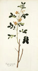 Cassia sennoides - Nikolaus Joseph Freiherr von Jacquin — vista dell’opera