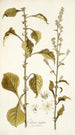 Celosia virgata - Nikolaus Joseph Freiherr von Jacquin — vista dell’opera