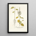 Chenopodium caudatum - Nikolaus Joseph Freiherr von Jacquin — gerahmtes Bild an der Wand