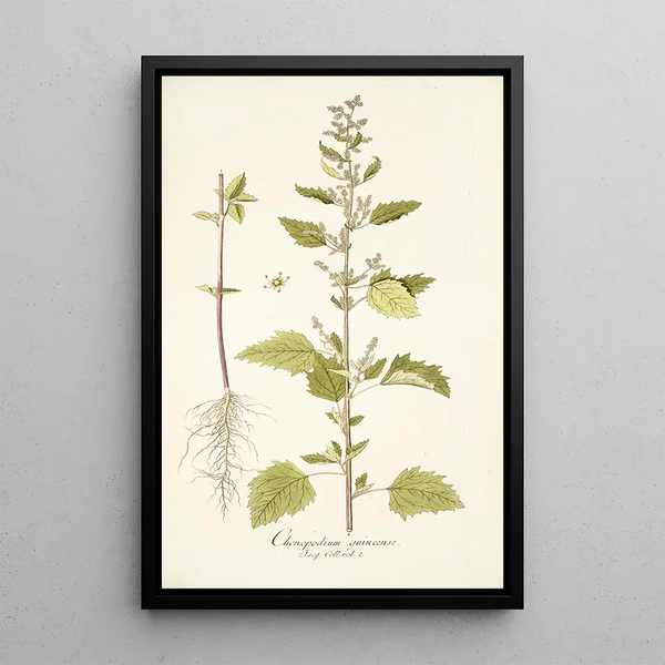 Nikolaus Joseph Freiherr von Jacquin - Chenopodium guineense.webp