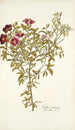 Cistus cretensis - Nikolaus Joseph Freiherr von Jacquin — Ansicht des Kunstwerks