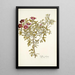 Cistus cretensis - Nikolaus Joseph Freiherr von Jacquin — gerahmtes Bild an der Wand