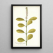Citharexylum erectum - Nikolaus Joseph Freiherr von Jacquin — gerahmtes Bild an der Wand