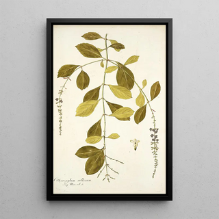 Nikolaus Joseph Freiherr von Jacquin - Citharexylum villosum.webp