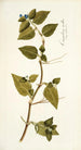 Commelina mollis - Nikolaus Joseph Freiherr von Jacquin — vista dell’opera