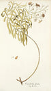 Convolvulus floridus - Nikolaus Joseph Freiherr von Jacquin — Ansicht des Kunstwerks