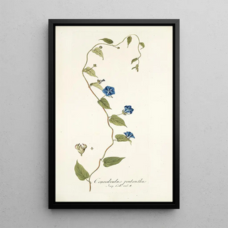 Nikolaus Joseph Freiherr von Jacquin - Convolvulus pentanthus.webp