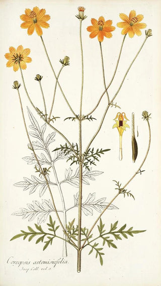 Nikolaus Joseph Freiherr von Jacquin - Coreopsis artemisiaefolia.webp