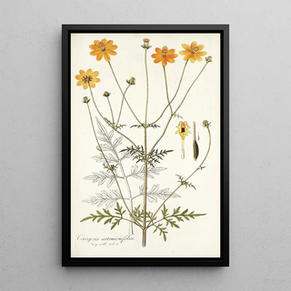 Nikolaus Joseph Freiherr von Jacquin - Coreopsis artemisiaefolia.webp