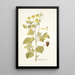 Coreopsis limensis - Nikolaus Joseph Freiherr von Jacquin — quadro incorniciato alla parete