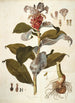 Costus arabicus - Nikolaus Joseph Freiherr von Jacquin — vista dell’opera