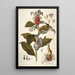 Costus arabicus - Nikolaus Joseph Freiherr von Jacquin — quadro incorniciato alla parete