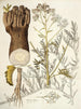 Crambe tartaria - Nikolaus Joseph Freiherr von Jacquin — Ansicht des Kunstwerks